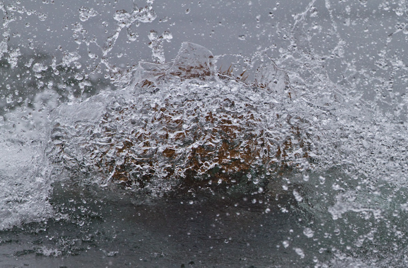 Grizzly Bear Diving For Salmon